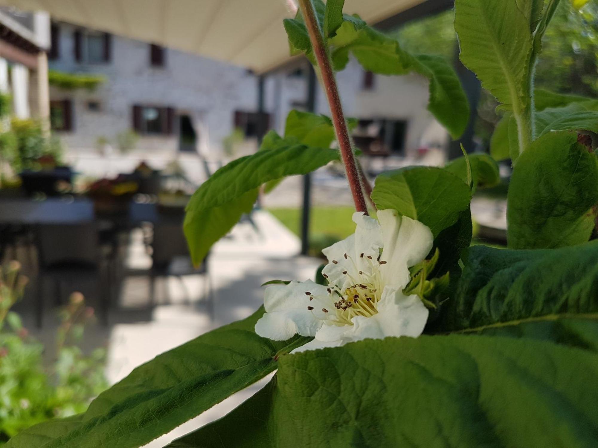 L'Isolo B&B E Case Vacanza Monzambano Eksteriør bilde